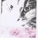 Meow