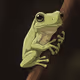 freg