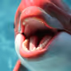 pink dolphin