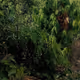 forest144