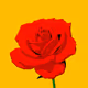 OneBloom