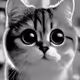 zanycat