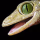 Lizard