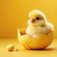 chick