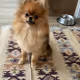 Ziki