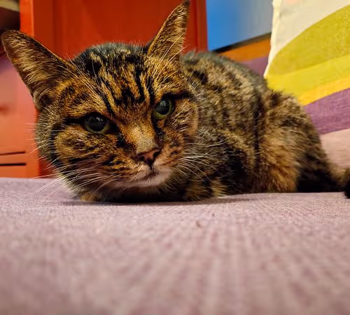 Zora Posts