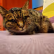 Zora Posts
