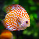 Discus