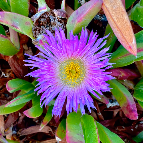 Purple Summer