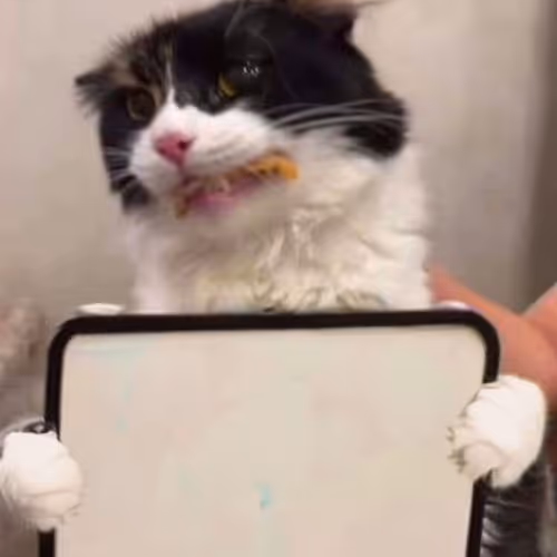 $saca donations for helping animal and humans in need.