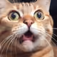 Surprise