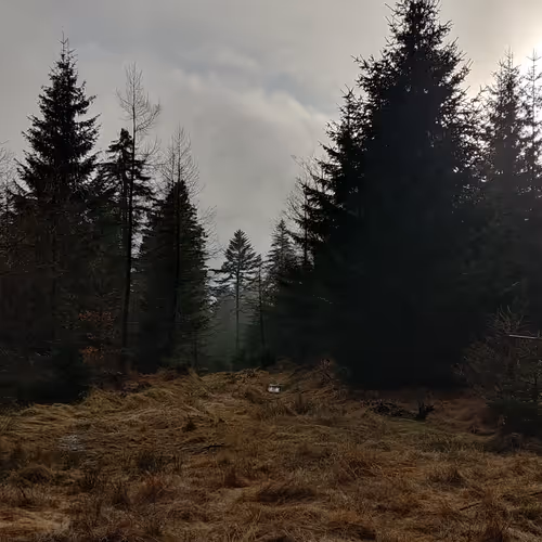 Base Forrest