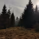Base Forrest