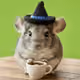 Chinchilla