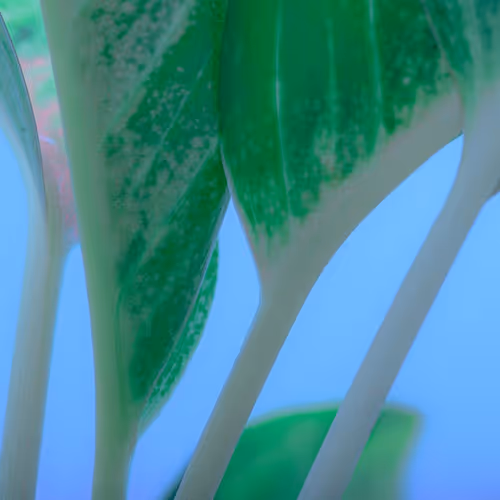 studies in softness (demo)