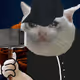 Just 1000 Cheap Cat Memes