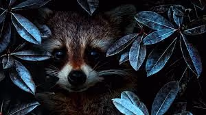 Ragoon