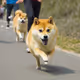 RunDOGE