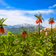 Kurdistan's nature Collection