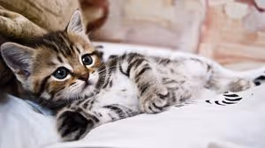 KISA