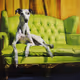Cat on the red sofa