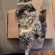 Spark Cat