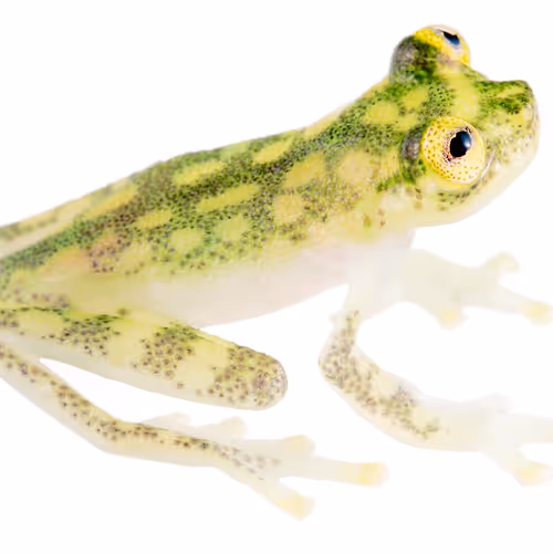 Pond Plotters ⌐🐸-🐸