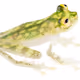 Pond Plotters ⌐🐸-🐸