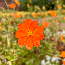 finding flowers