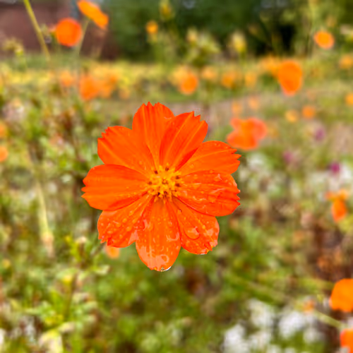 finding flowers