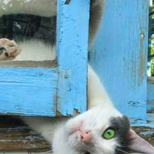 cat