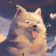 Cloud Doge