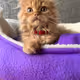 Wrong Mister Miggles