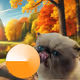 Base & Mr.Miggles Spooky