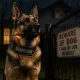 GUARD DOG 