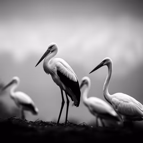 storks