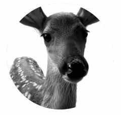 @deermandeveloper on Drakula.app