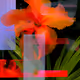 Flowers Divine