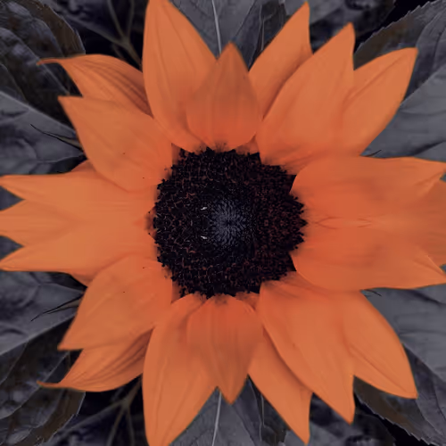 Orange Phenomenon