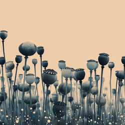 Endless Beginnings: Poppy Heads