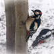 Woodpecker