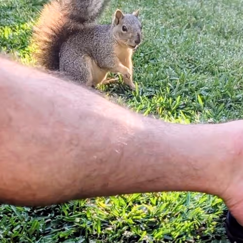 Backyard Buddy
