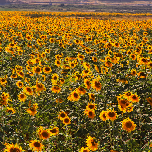 Sea Of Suns