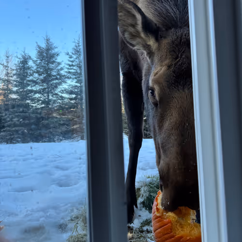 Diary of an Alaskan moose