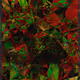 58