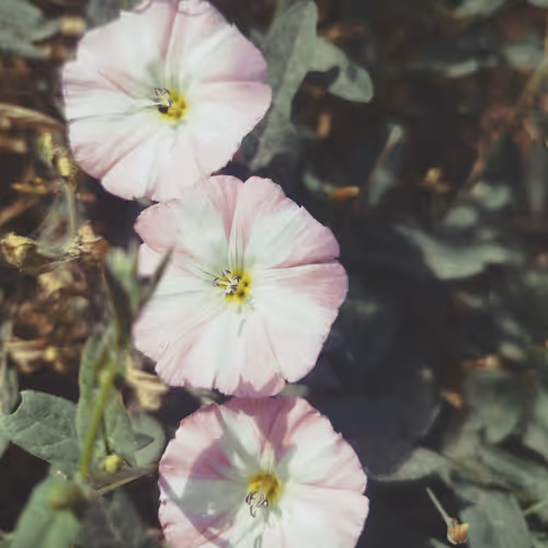 Pink Flowers 13