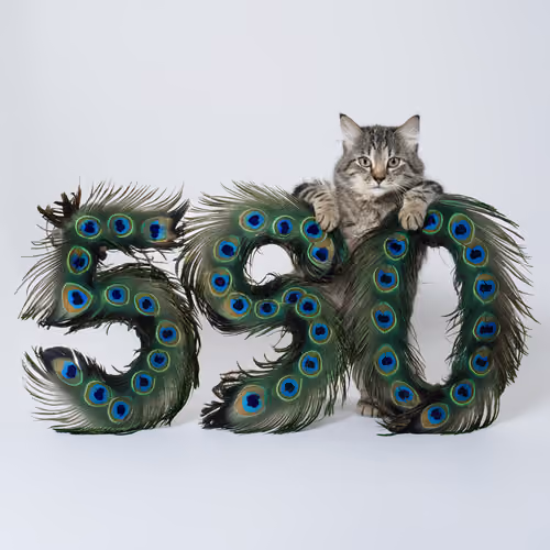 Item #504 Media