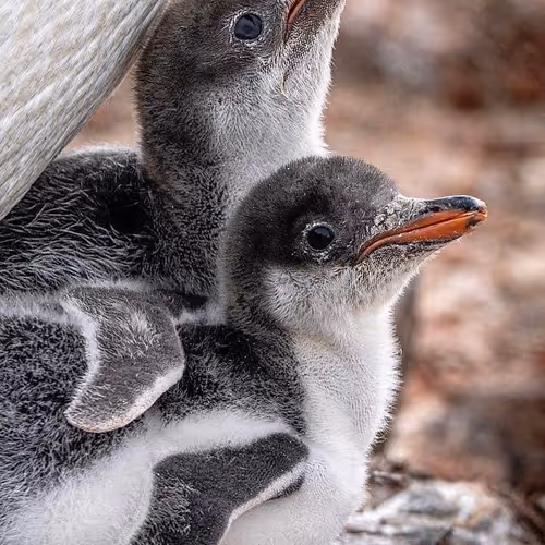 Siblings 2