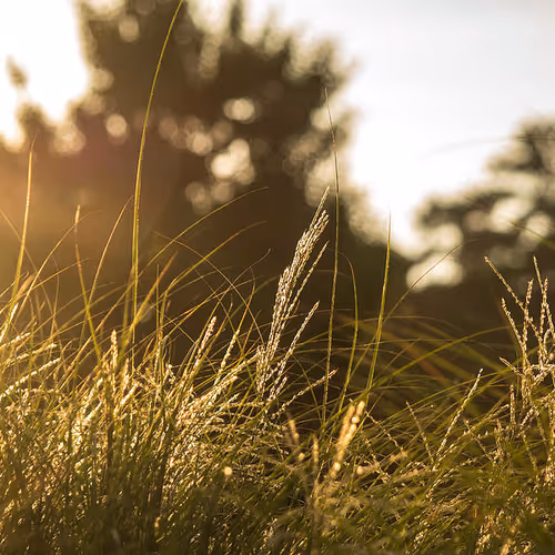 Silvergrass #1