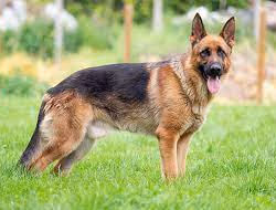 dogee 2